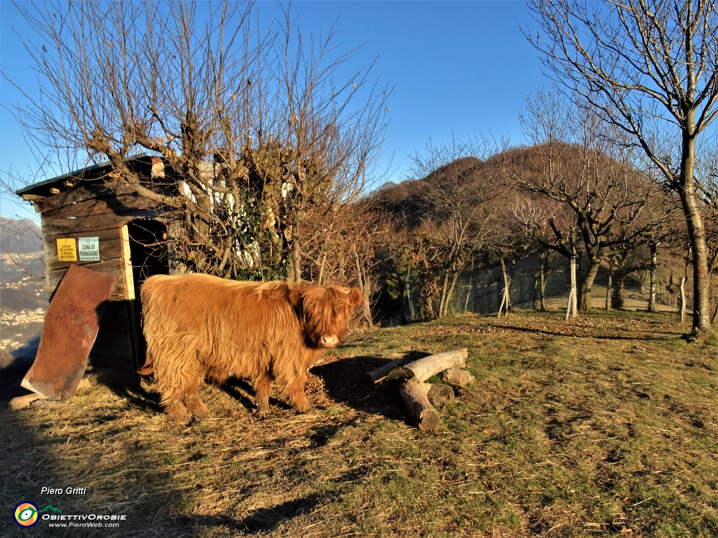 67 Agriturismo Prati Parini -Mucca scozzese (Highlander).JPG